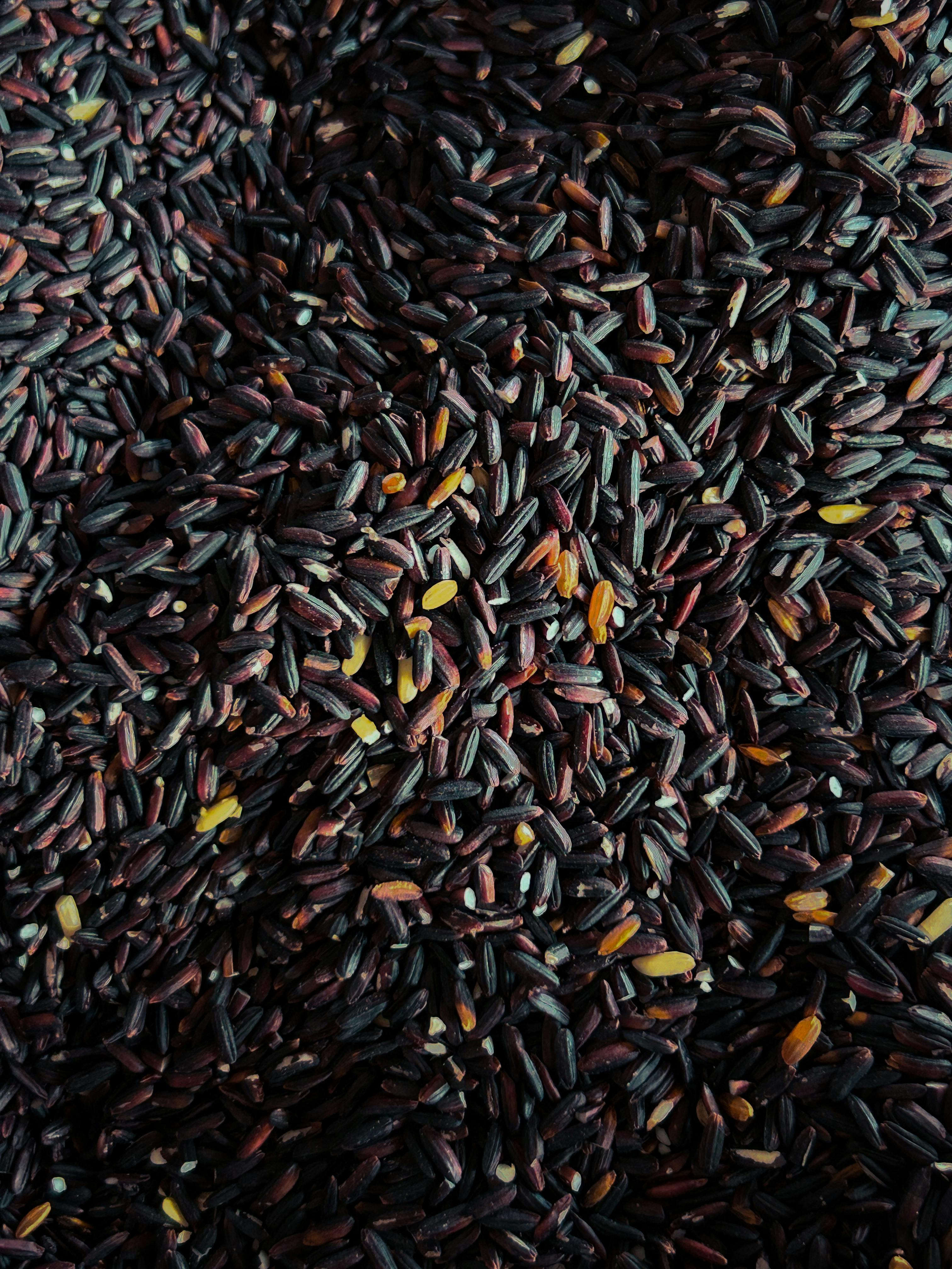 Nuragri-Expo
