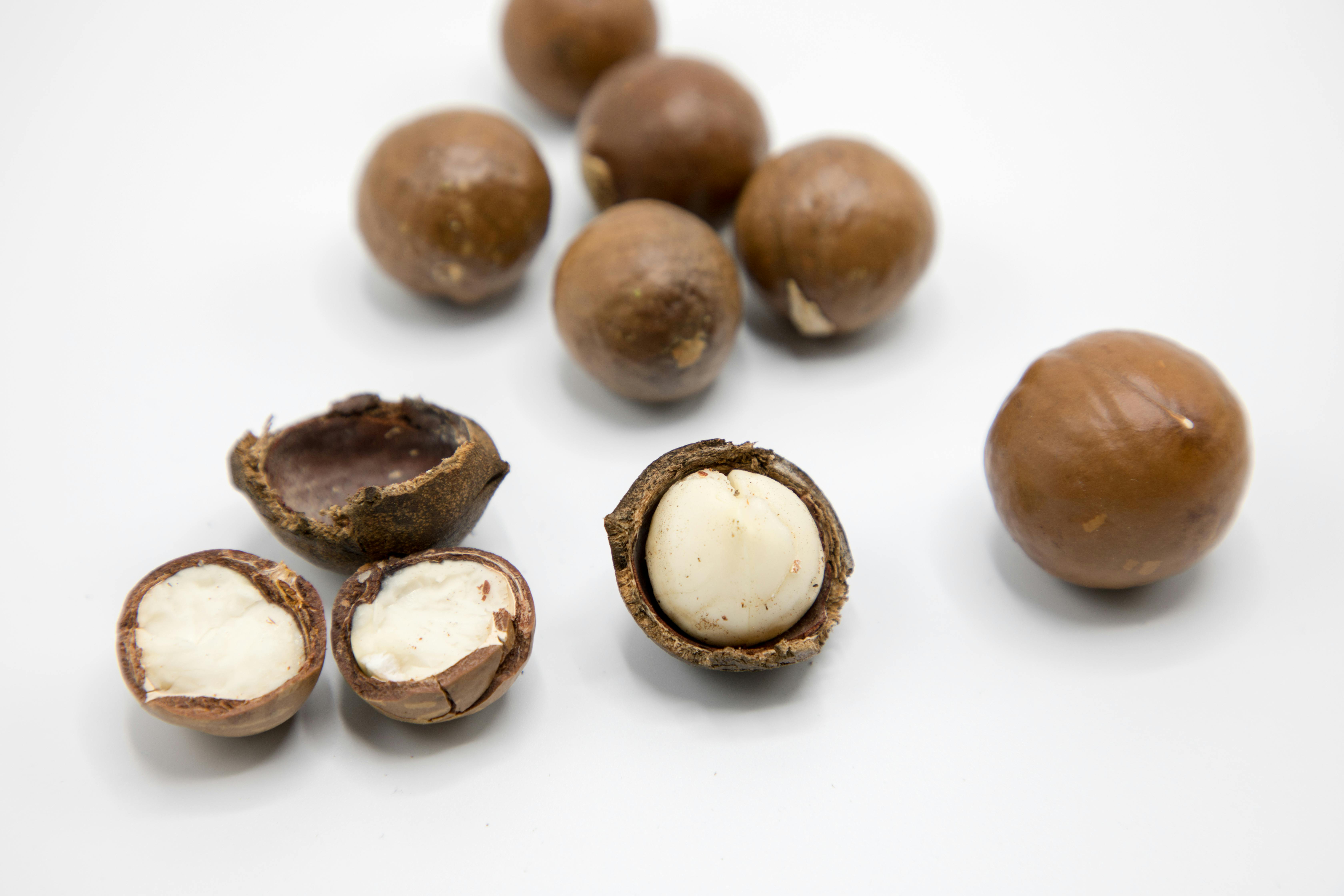 Macadamia