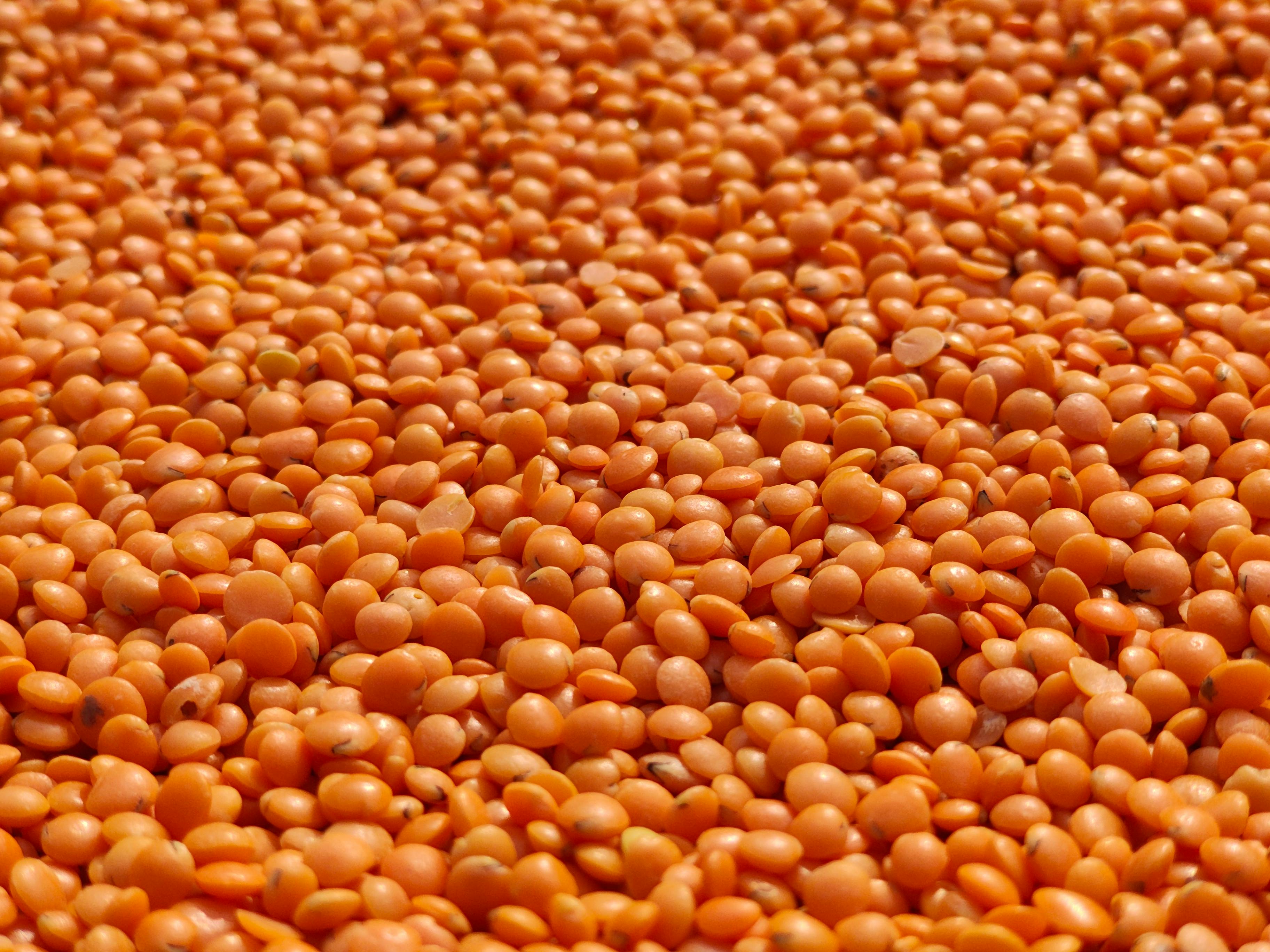 Red Lentils